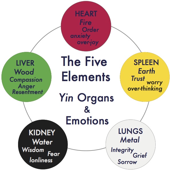 5 yin organs
