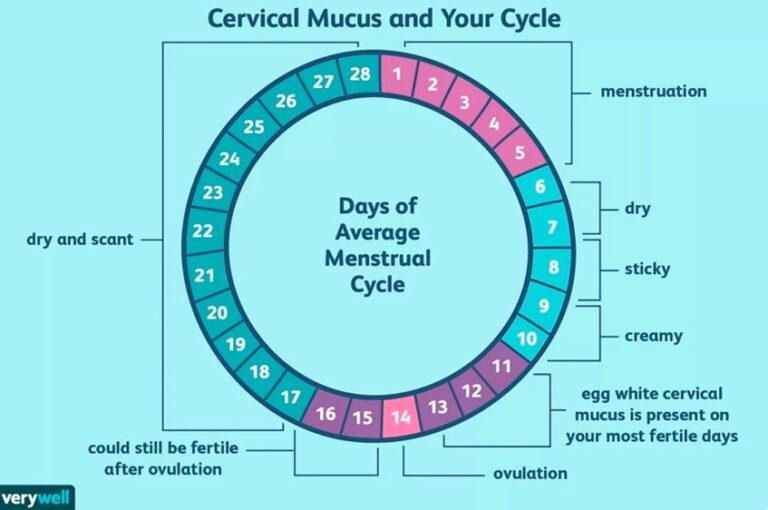 cervical mucus 2 days before period